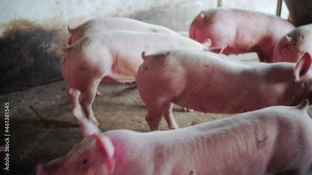Camera focusing on the posterior side of the pigs inside a swine breeding farm; cute pigs playing with each other in a sty. Camera focusing on the posterior side of the pigs inside a swine breeding farm; cute pigs playing with each other in a sty.