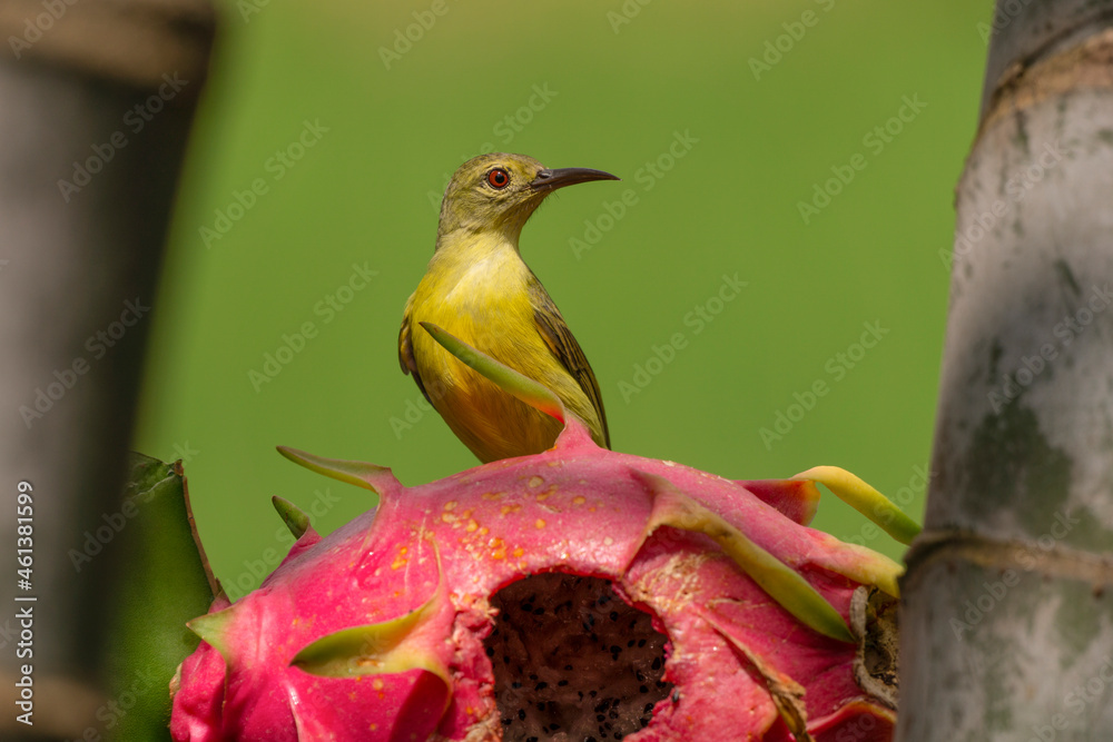 Sun bird eating dragon fruit after larger birds peck through thick skin