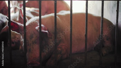 Camera panning over a strife of a pig trying to break free from captivity inside a pig farm; dirty pig tries to free itself.  photo