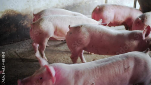 Camera focusing on the posterior side of the pigs inside a swine breeding farm; cute  pigs playing with each other in a sty. photo