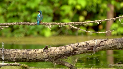 Kingfisher Eisvogel
