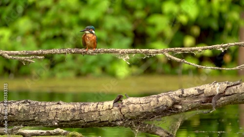 Kingfisher Eisvogel