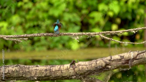 Kingfisher Eisvogel