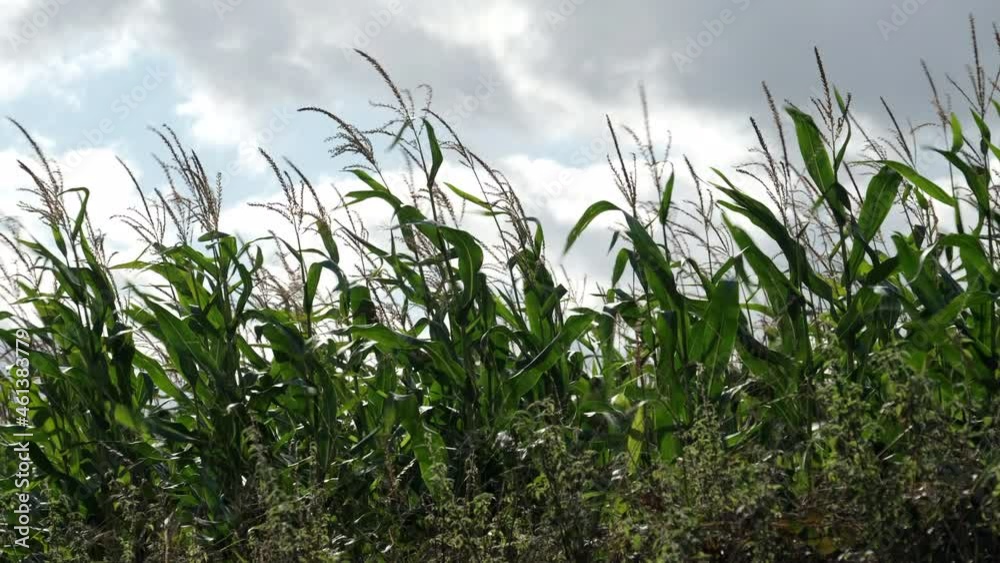 A crop of Maize bending in the strong autumn wind on a farm in Worcestershire, England.