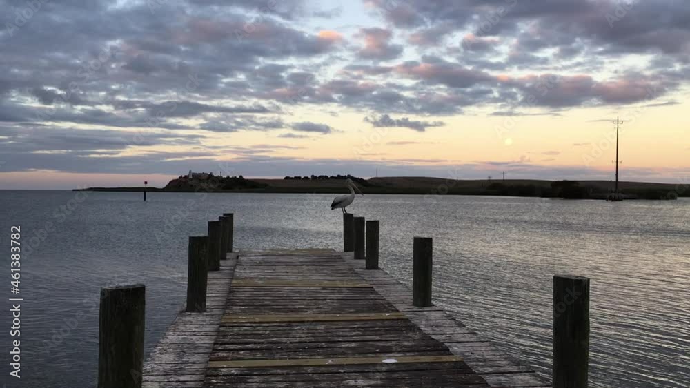 Pelican taking off and flying over a lake at sunset. Peaceful scenery in Australia. Pan right. Pelican taking off and flying over a lake at sunset. Peaceful scenery in Australia. Pan right.