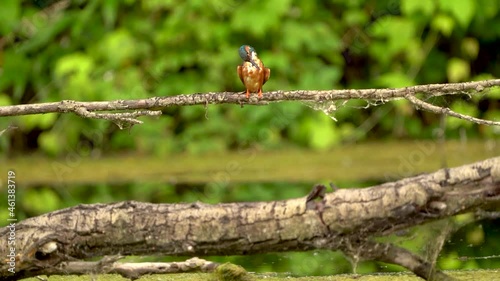 Kingfisher Eisvogel