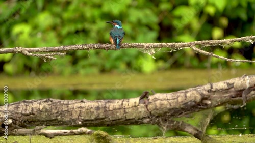 Kingfisher Eisvogel