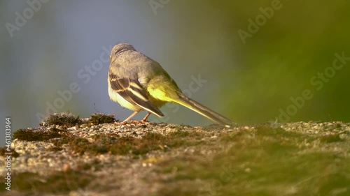 vogel, natur, wild lebende tiere, tier, schnabel, wildlife, gelb, bird, flügel, garden, Gebirgsstelze, Naturschutz, selten, Garten, Teich, Feuchtgebiet, Garten