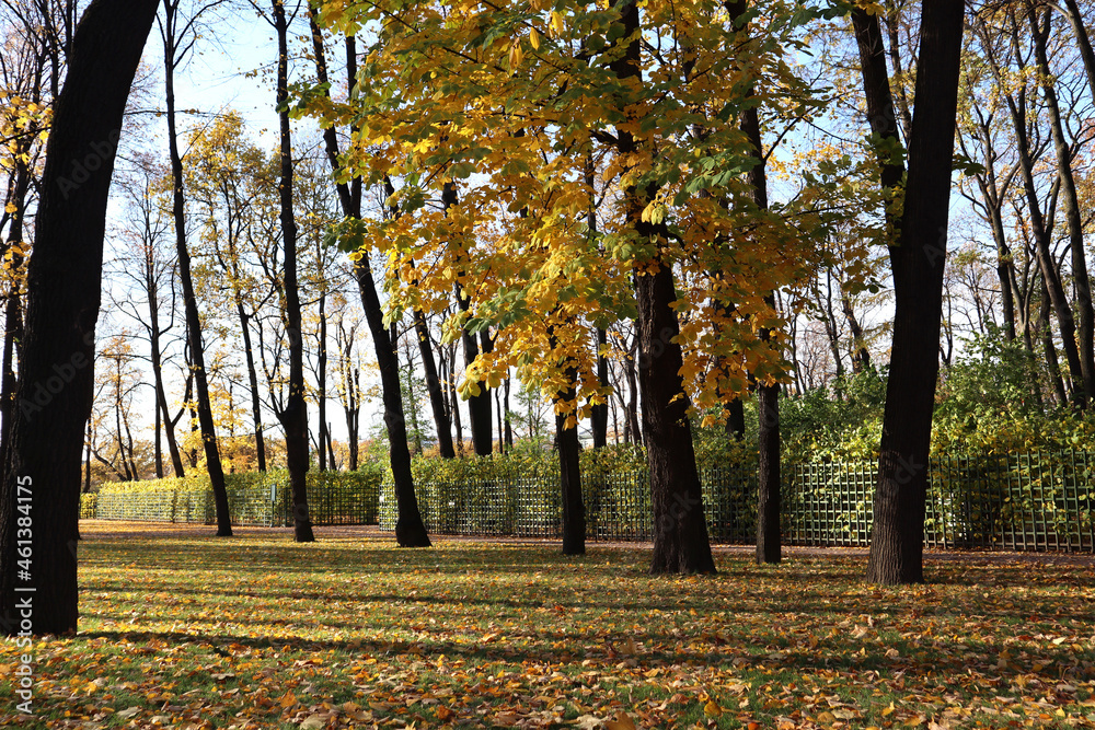 Autumn park, trees with yellow foliage.