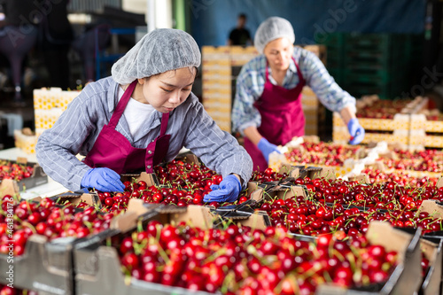 Positive woman working on fruit sorting line at warehouse, checking quality of cherry in boxes