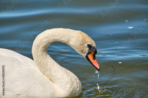 White Swan in the pond of Kaliningrad in the daytime in summer.