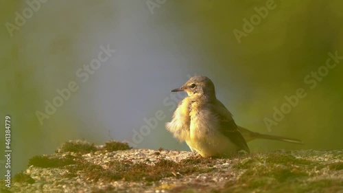 vogel, natur, wild lebende tiere, tier, schnabel, wildlife, gelb, bird, flügel, garden, Gebirgsstelze, Naturschutz, selten, Garten, Teich, Feuchtgebiet, Garten