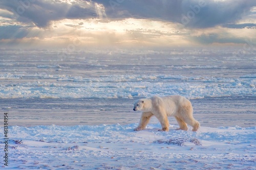A lone adult polar bear (Ursus maritimus) walks along the edge of Hudson Bay at sunrise, as he waits for the water to freeze for the winter. Churchill, Manitoba, Canada. photo