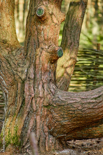 Dancing forest on the Curonian Spit of the Kaliningrad region.