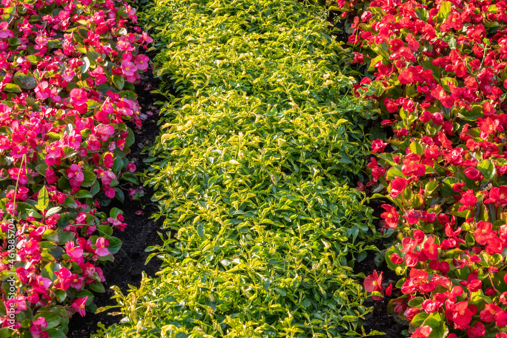 Obraz premium Landscape background with bright red flower beds blossoming against green tall grass