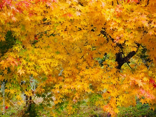 黄色に色づく秋の紅葉
