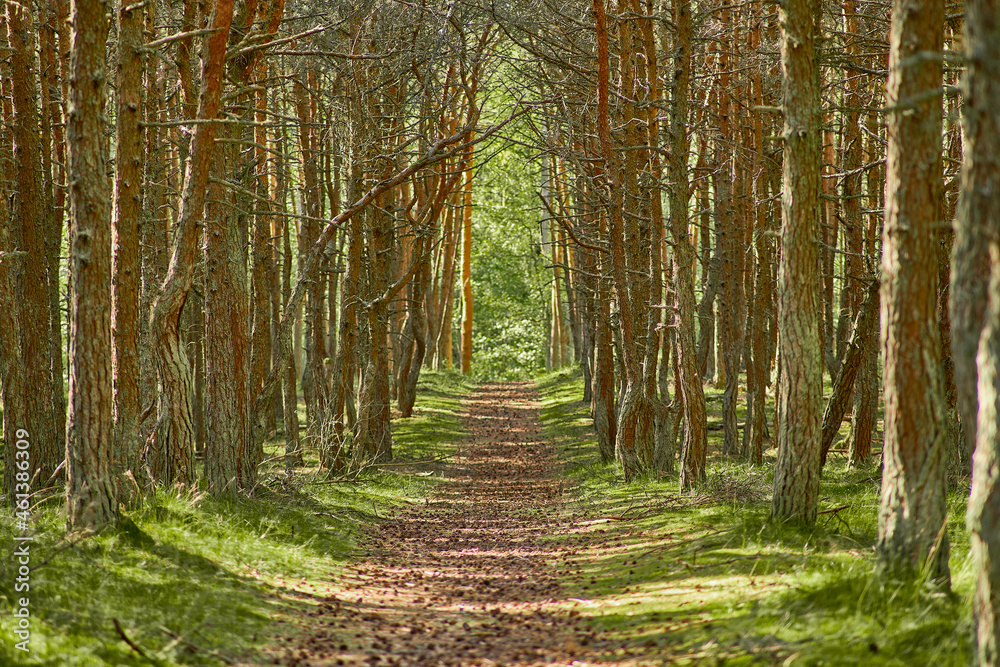 Obraz premium Dancing forest on the Curonian Spit of the Kaliningrad region.