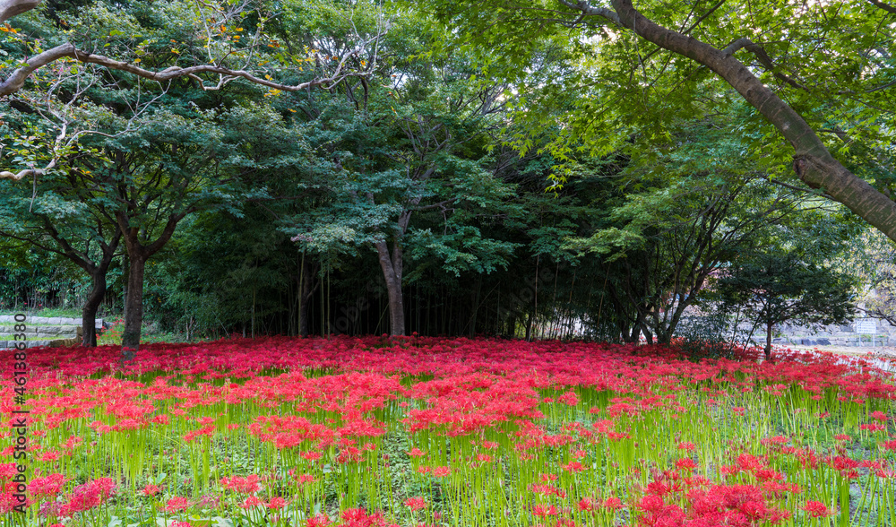 Obraz premium 영광 불갑사 경내에 핀 빨간 꽃무릇