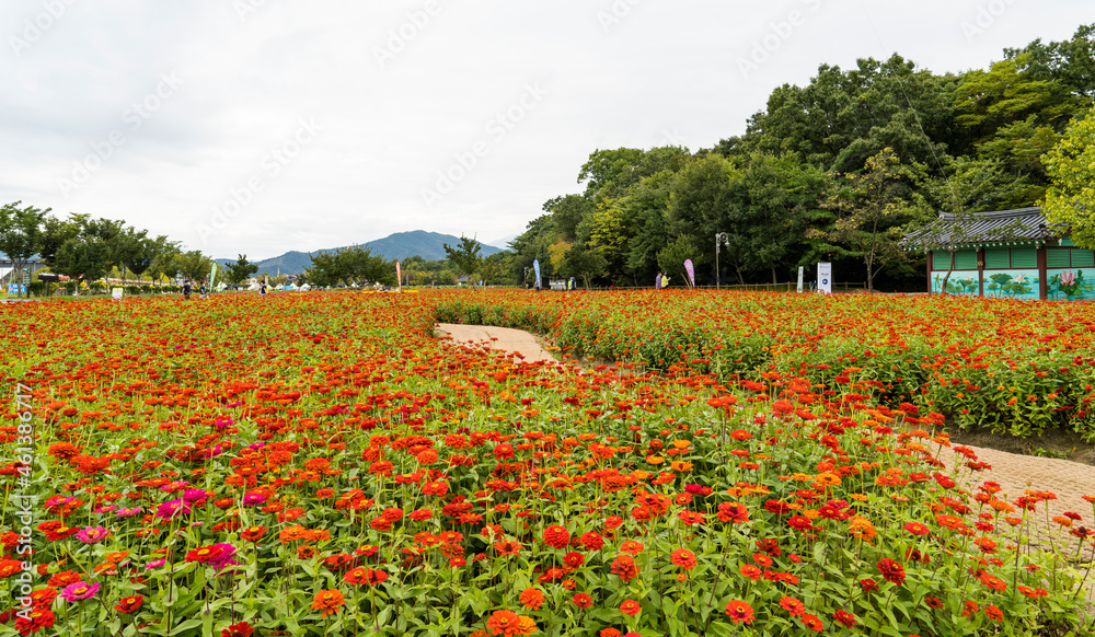함양 상림공원에 핀 빨간 백일홍과 보라색 버들마편초꽃 등의 아름다운 꽃밭