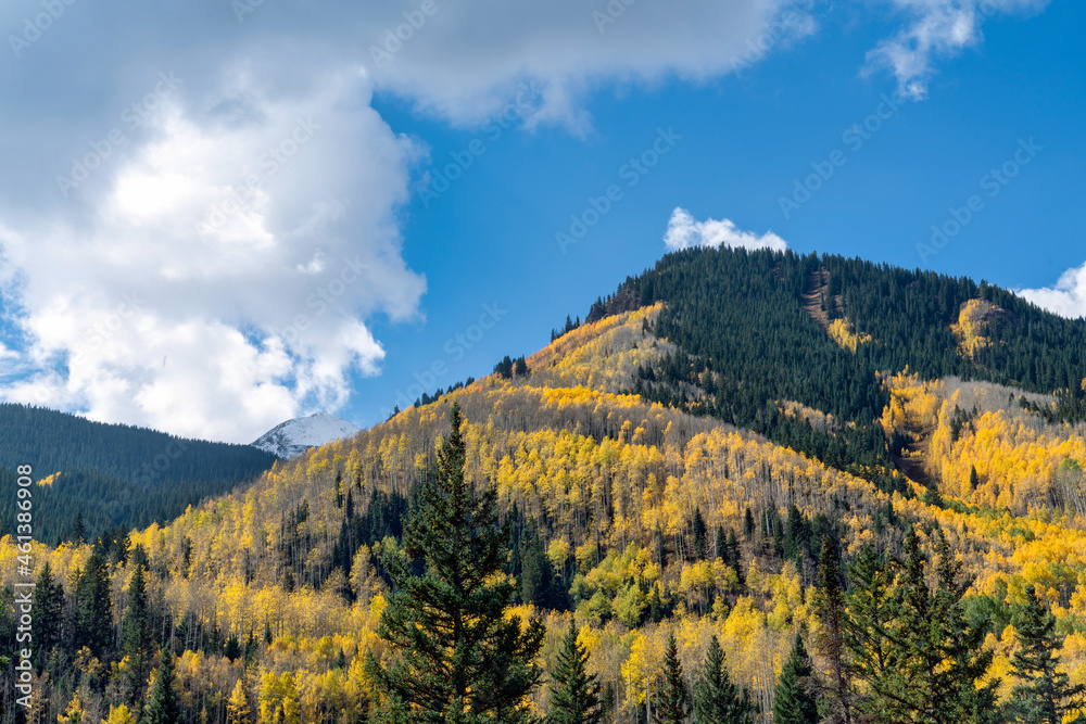 Autumn leaf color in Colorado