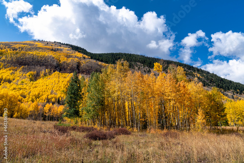 Autumn leaf color in Colorado