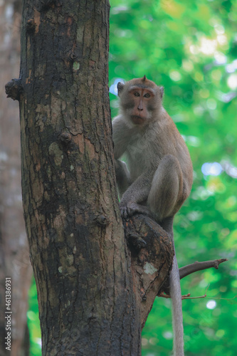 Monkey Sees You From The Tree © riedoak