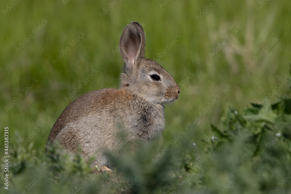 Fototapeta premium European rabbit, Common rabbit, Oryctolagus cuniculus sitting on a meadow at Munich