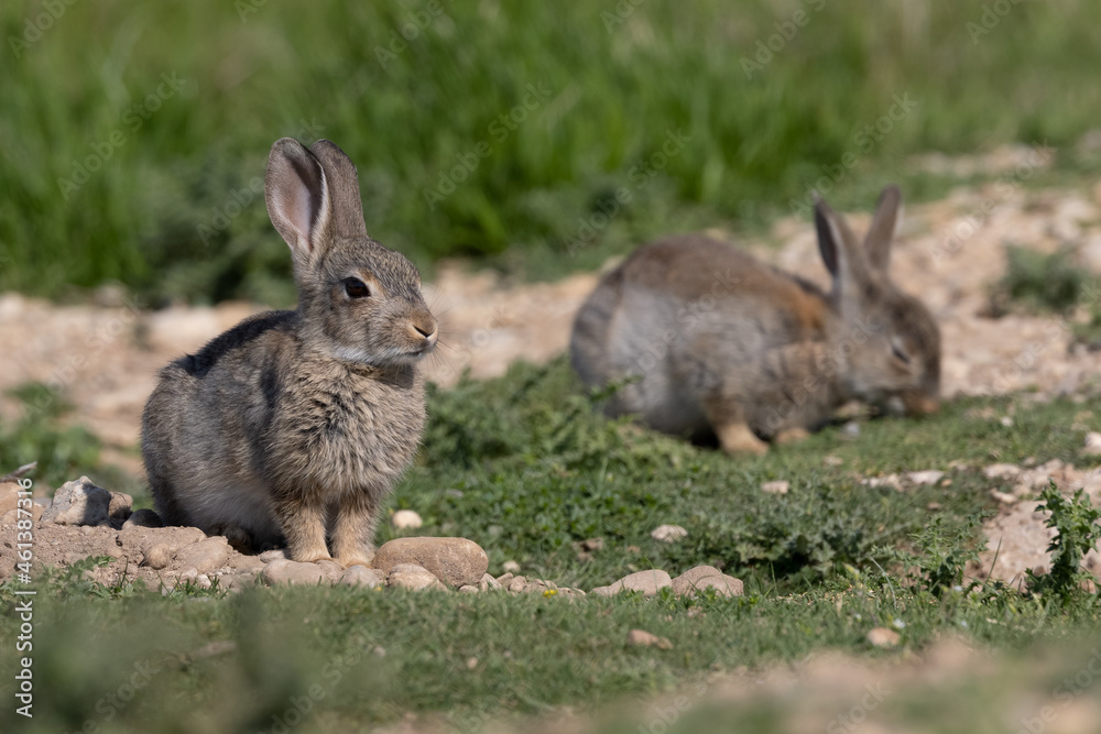 European rabbit, Common rabbit, Oryctolagus cuniculus sitting on a meadow at Munich European rabbit, Common rabbit, Oryctolagus cuniculus sitting on a meadow at Munich