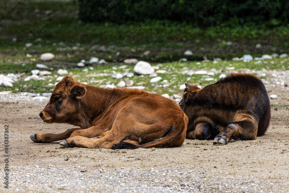 Fototapeta premium Young baby Heck cattle, Bos primigenius taurus or aurochs in a German park
