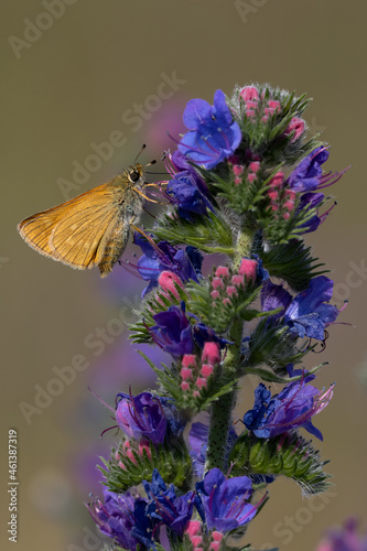 Lulworth skipper, Thymelicus acteon foraging on a flower at a meadow at Munich, Germany photo