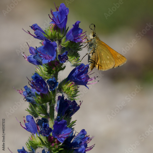 Lulworth skipper, Thymelicus acteon foraging on a flower at a meadow at Munich, Germany photo