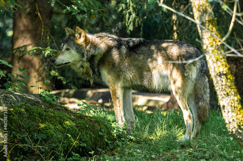 European Grey Wolf  Canis lupus in a german park