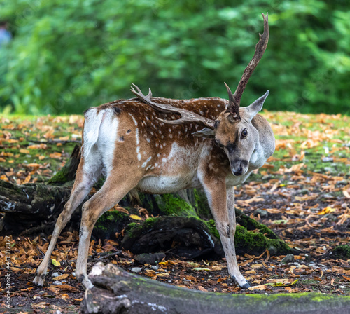 The fallow deer, Dama mesopotamica is a ruminant mammal