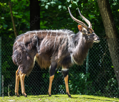 Nyala Antelope - Tragelaphus angasii. Wild life animal.