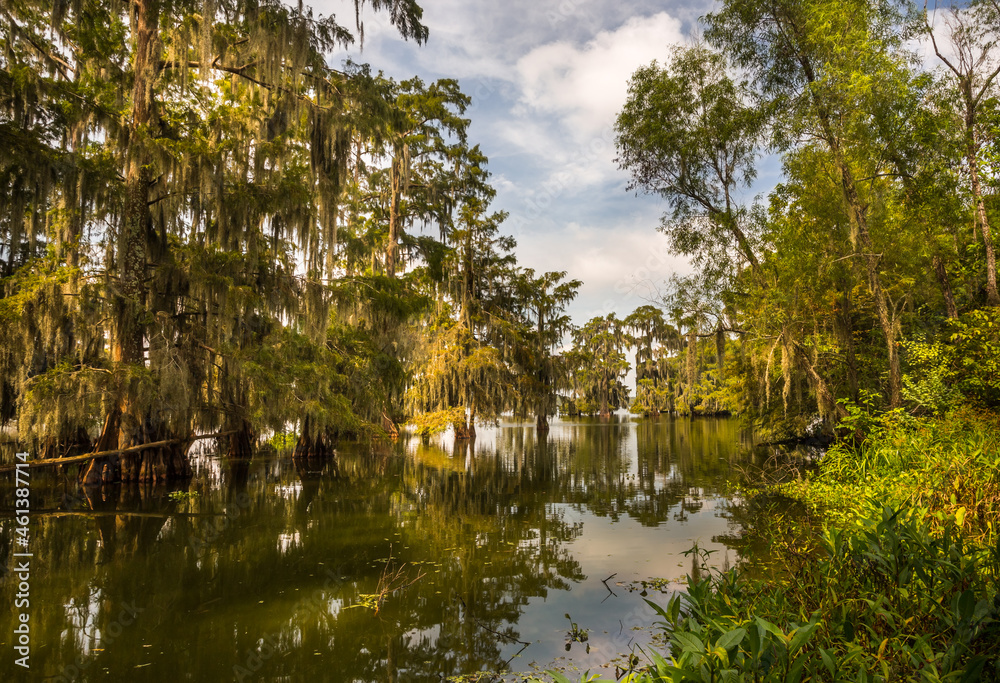 Fototapeta premium Mossy cypress trees in the swamp lake. Traditional Louisiana landscape. Lake Martin, USA