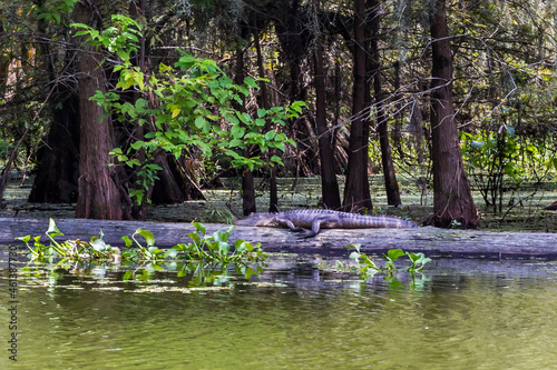 Famous Lake Martin in Louisiana. Alligator enjoys a sunshine on a log