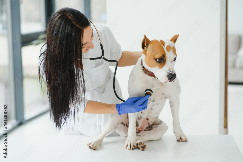Veterinarian woman examining dog's heartbeat