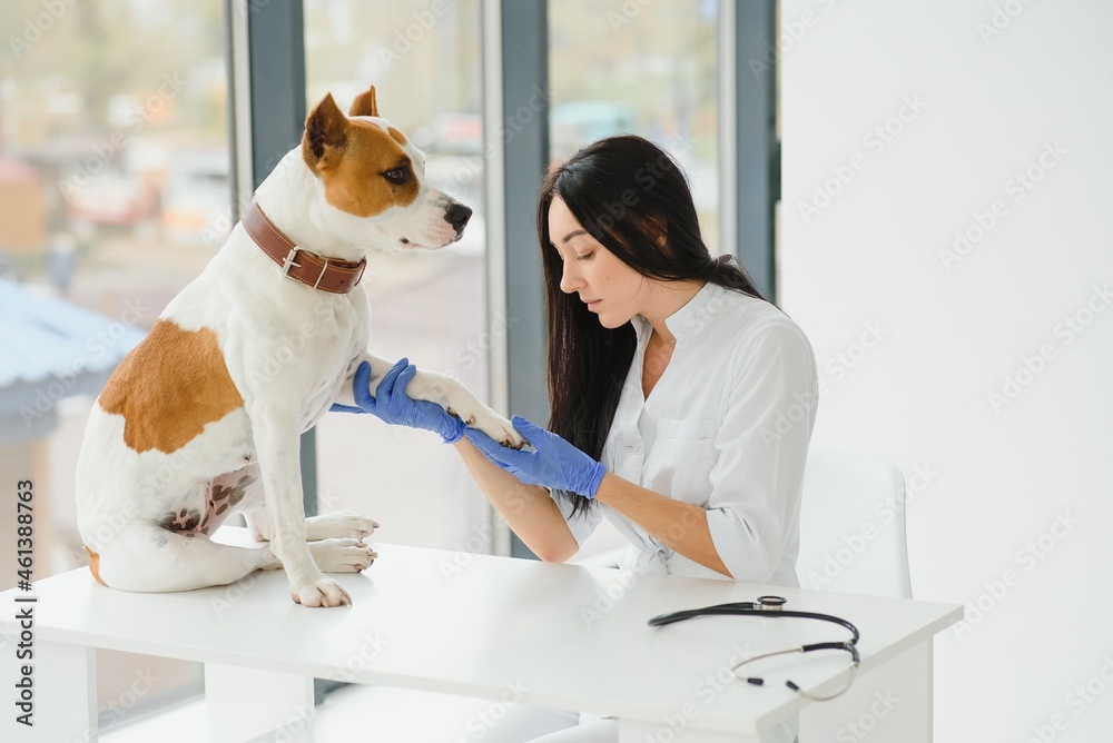 Portrait of confident female veterinarian examining dog in hospital Portrait of confident female veterinarian examining dog in hospital