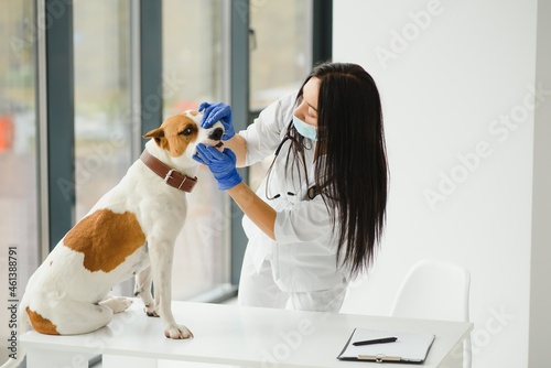 Portrait of confident female veterinarian examining dog in hospital © Serhii