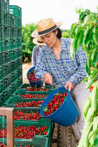 Asian woman gardener bulking freshly picked cherries from the bucket into the crates at orchard