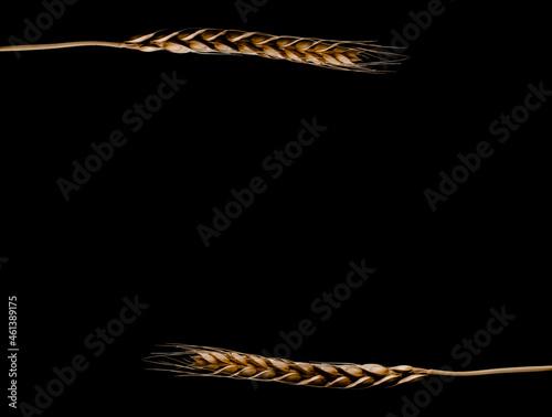 Three stems of wheat on a black background. Dry wheat spikelets on a dark background, close up