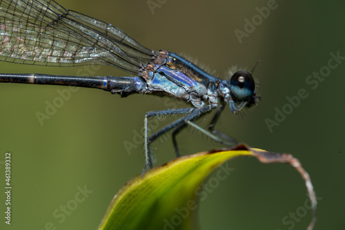 Dragonfly © Antonio