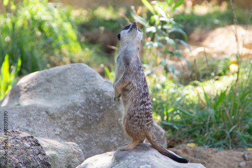 standing meerkat looking after enemies photo