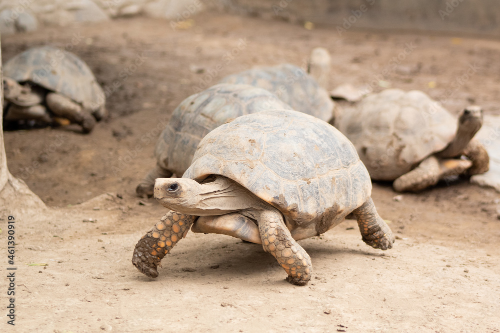 Obraz premium turtle on the ground