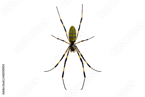 Image of a spider from a bird's eye view (part of the legs are a composite photo)