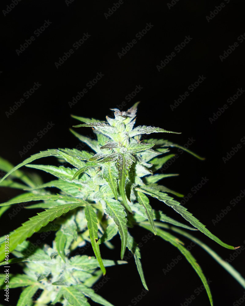 ripe medical marijuana, sugar green cannabis bud ripe medical marijuana, sugar green cannabis bud
