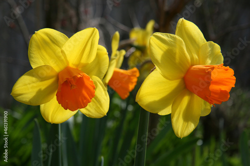 Bright Yellow Daffodils Jetfire variety photo