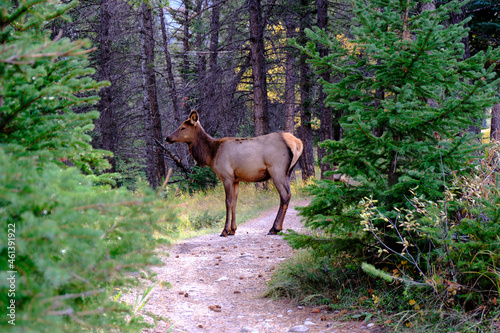 Young elk in nature, Banff national park, Alberta, Canada photo