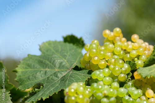 Fresh green grapes growing on branches of vineyard in rural field. Ripe harvest in autumn season. Wine agriculture. Concept of natural organic food. Sunny daytime. Blue sky background. Close up