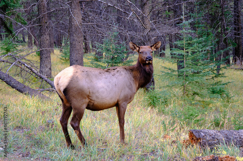 Amazing nature and amazing elk, Banff national park, Alberta, Canada